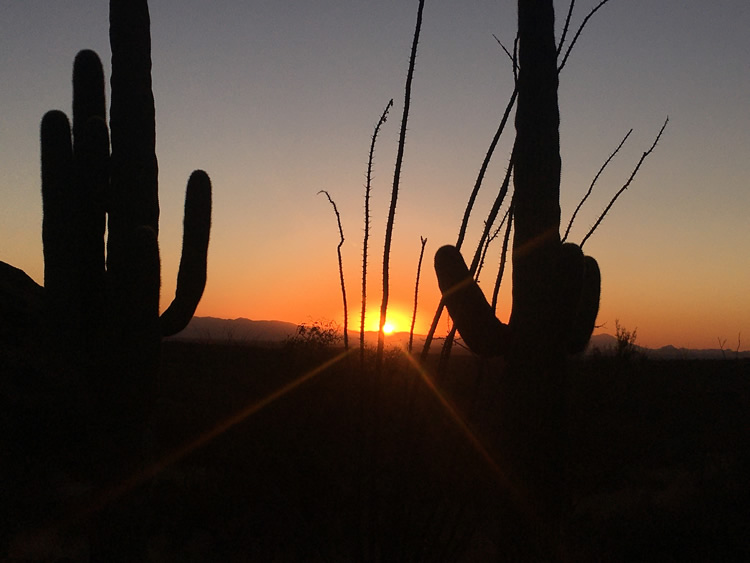 Saguaro National Park